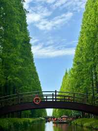 90%人都唔知嘅「森林烏托邦」！黃海森林公園嘅奇幻之旅