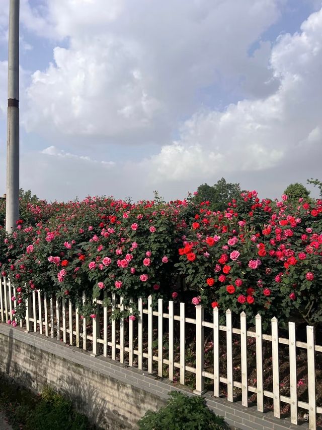 花海玫瑰花