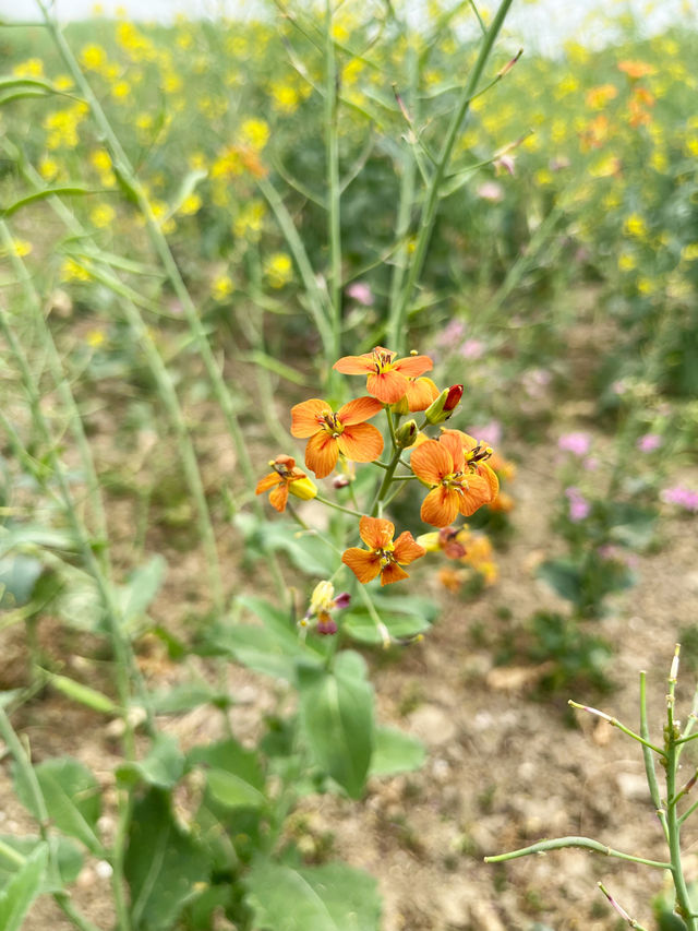 七彩油菜花｜雖然來晚了，但還是相遇了