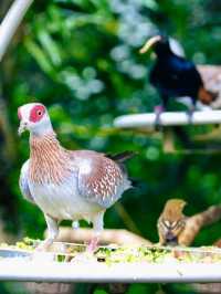 翅膀飛翔，鳥語花香：新加坡飛禽公園