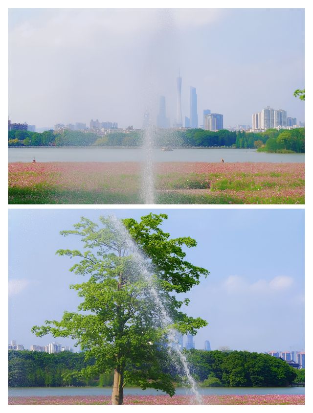 廣州將春天潑成粉色油畫，五一必衝！