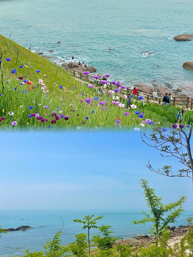 青島實況！！海邊的雛菊花海絕美！