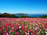 福岡能古島：四季花海×絕景離島秘境