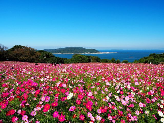 福岡能古島：四季花海×絕景離島秘境