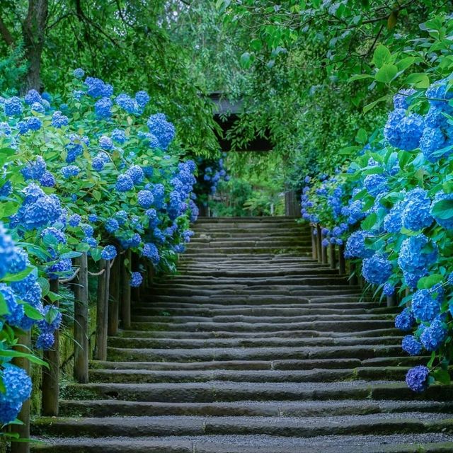 🌺鎌倉繡球花祭！明月院×長谷寺絕美賞花攻略+隱世民宿推介✨