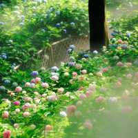 無錫早晨七點的繡球花秘境✨美到不真實❗