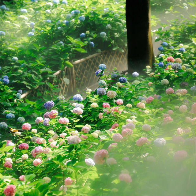 無錫早晨七點的繡球花秘境✨美到不真實❗