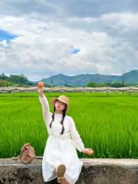 深圳的寶子們注意啦！光明歡樂田園的向日葵花海美到讓人尖叫🌻5.16新鮮熱辣實拍，金燦燦的花田直接把夏日浪漫值拉滿！