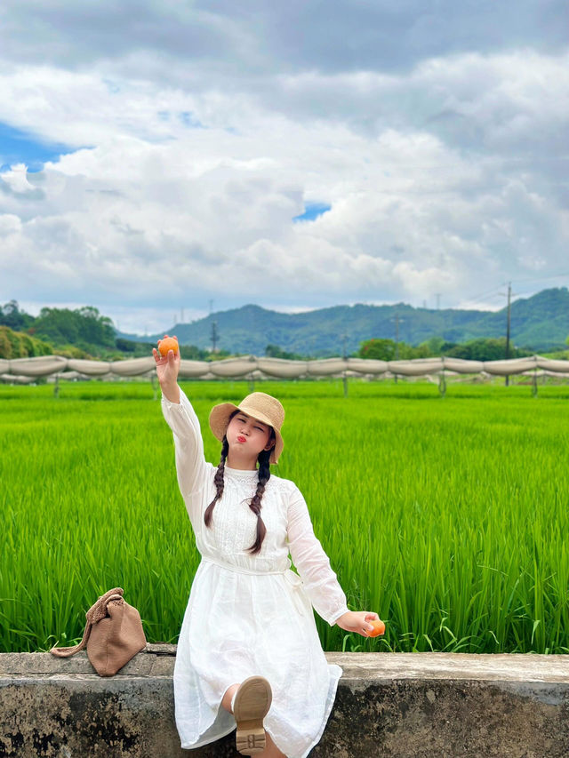 深圳的寶子們注意啦！光明歡樂田園的向日葵花海美到讓人尖叫🌻5.16新鮮熱辣實拍，金燦燦的花田直接把夏日浪漫值拉滿！