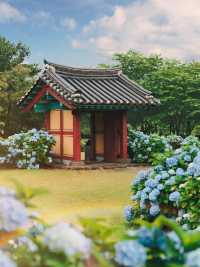 六月嘅濟州賞花，闖入繡球花海嘅莫奈花園
