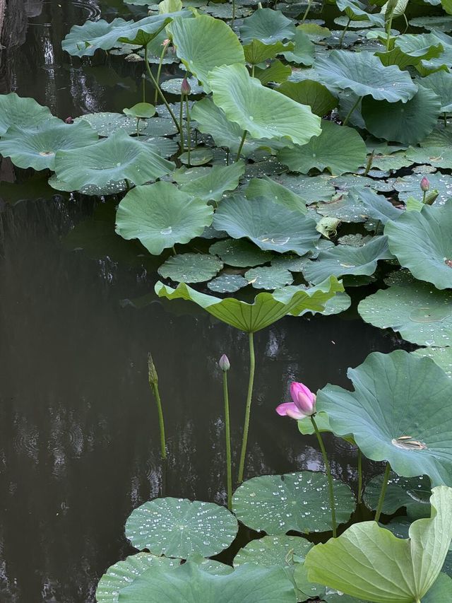 雨中漫步圓明園