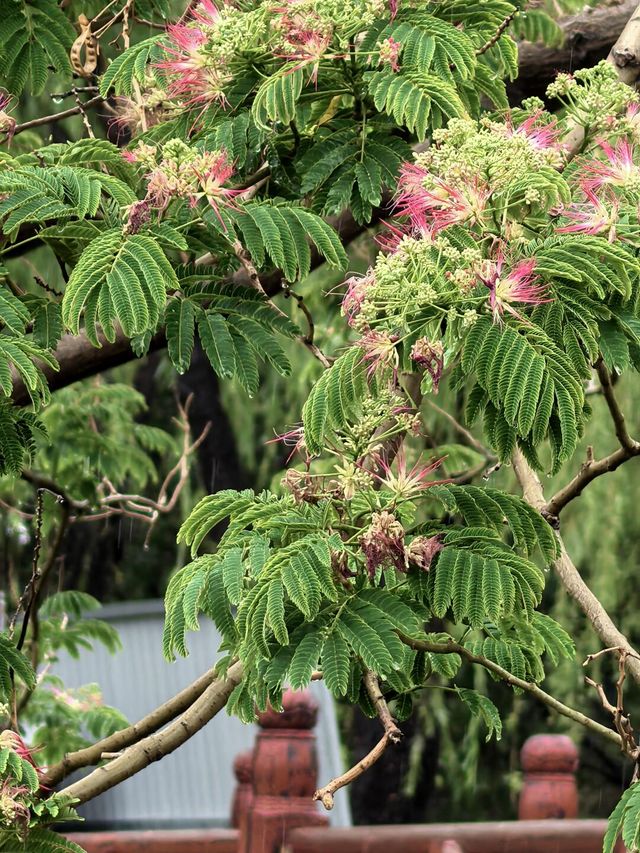 雨中漫遊圓明園，邂逅合歡花與荷花的詩意