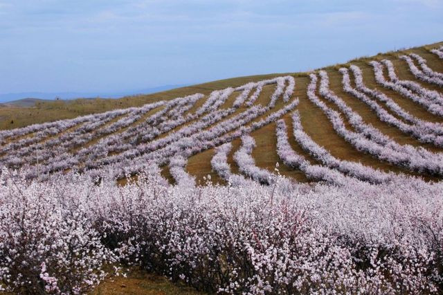 太僕寺旗杏花季，錯峰賞花，獨享花海