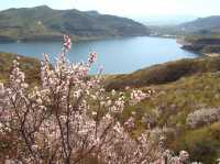 太僕寺旗杏花季，錯峰賞花，獨享花海