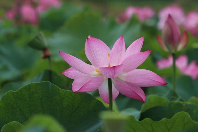 #普者黑旅行攻略 #雲南普者黑荷花 要睇最靚荷花千祈唔好等到七月中旬！本地人，全係本人自己影嘅，最靚荷