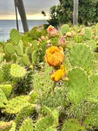 Laguna Beach 絕美打卡攻略！隨手拍都係大片視覺感