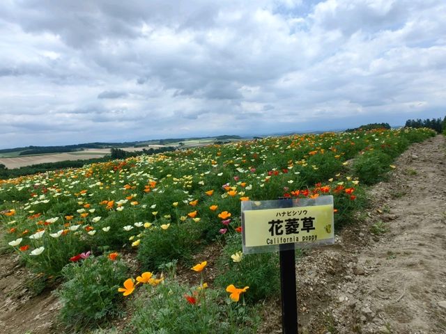 未到盛開時的四季彩の丘