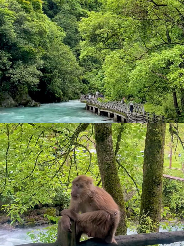 雅安旅遊全攻略｜熊貓基地牛背山雲海必食美食一網打盡