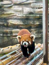 帶小朋友必去嘅小眾動物園
