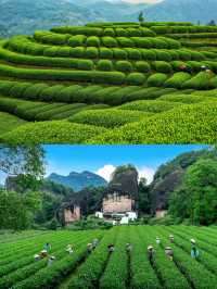 立秋C位！呢座閩北山城茶香四溢