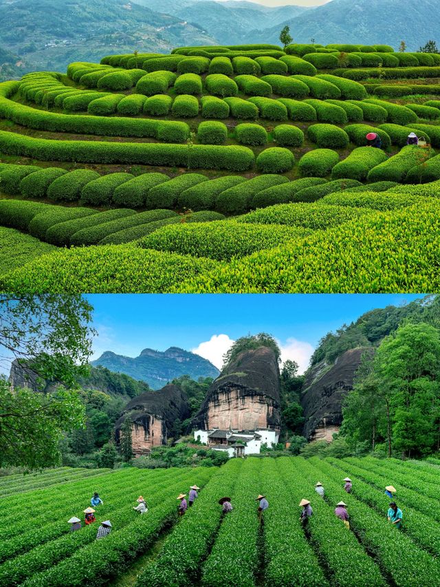 立秋C位！呢座閩北山城茶香四溢