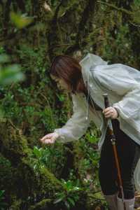 23℃毛毛球森林徒步避暑！拍出森系大片