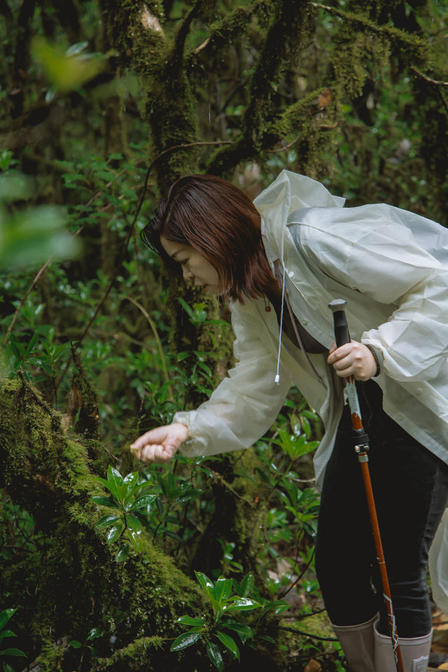 23℃毛毛球森林徒步避暑！拍出森系大片