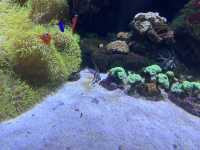 48小時玩轉海洋王國親子黨狂刷10大項目+食住行價格全揭