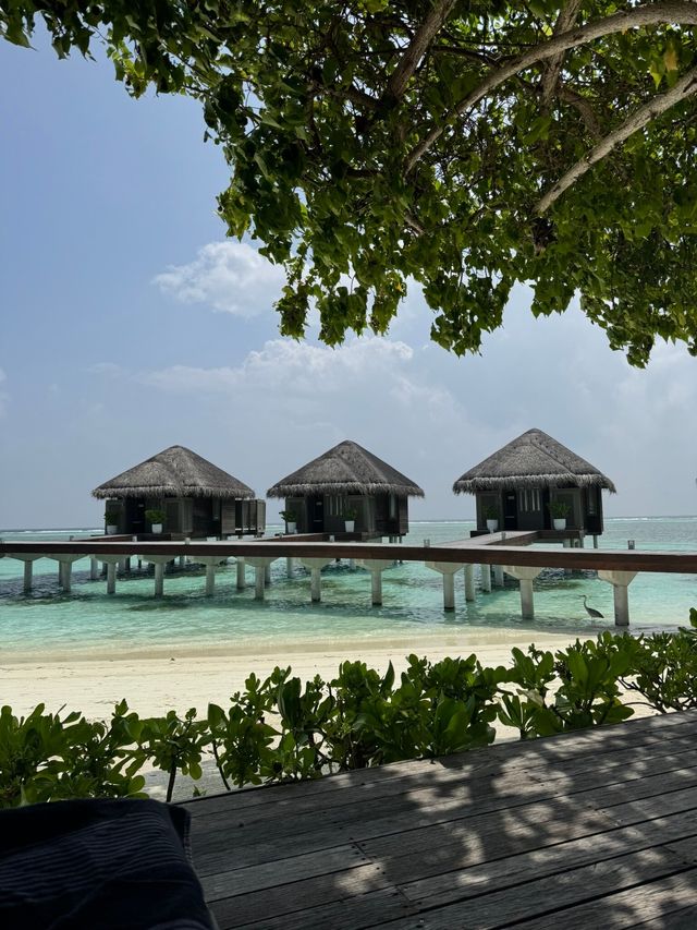 Magical Week at Lux: A Honeymoon to Remember
