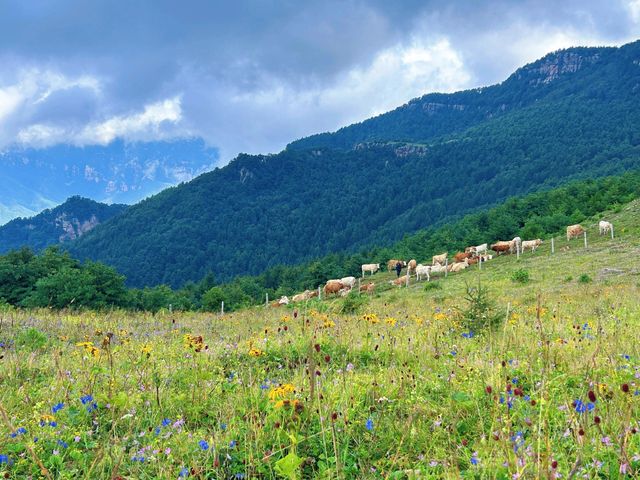 洛陽周邊15℃超冷雲端草原怕冷人慎入！