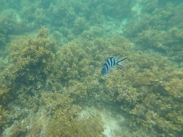 Borneo Divers Mabul Resort潛水攻略