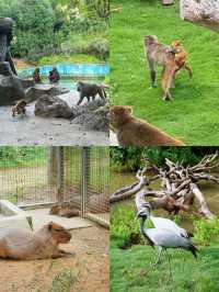 國慶節去哪玩｜來紫清湖野生動物世界與動物親密接觸吧！