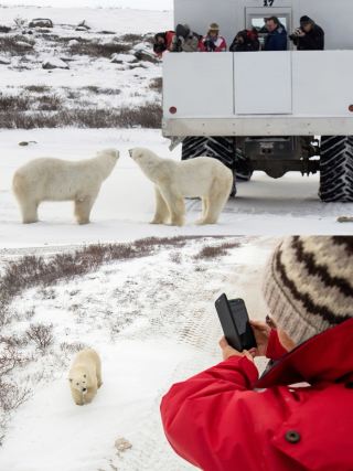カナダ・チャーチルで北極熊と苔原車の体験