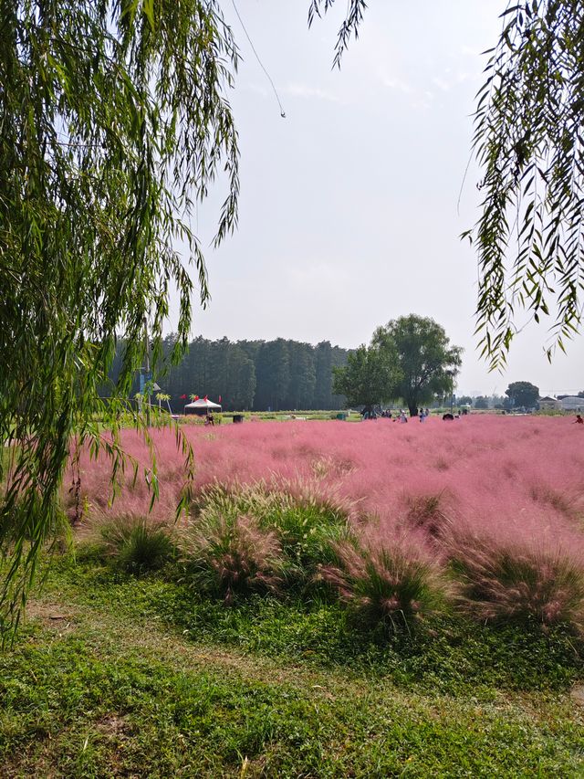 南京江心洲遛娃|真的已經到了next level 南京江心洲遛娃|真的已經到了next level