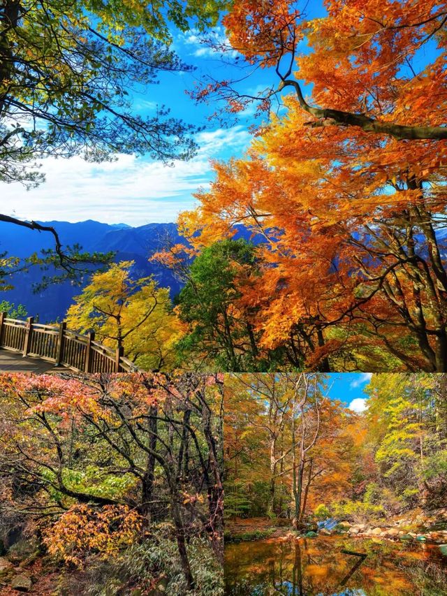 光霧山賞秋指南美到窒息的紅葉天花板在此！