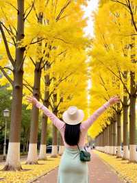 廣東賞秋天花板南雄銀杏鄉遊玩全攻略
