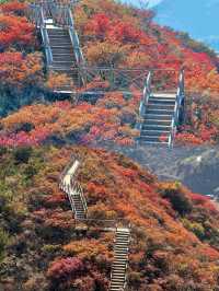 錯過再等一年，京郊小眾賞楓秘境已到觀賞巔峰