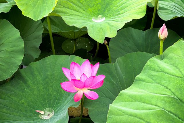 一湖碧葉舞神韻，萬朵荷花向日嬌