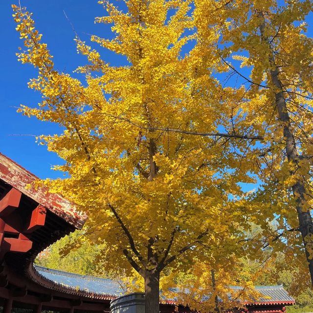 秋意濃情，邂逅洛神公園的詩意時