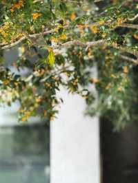 雨中桂花更芬芳