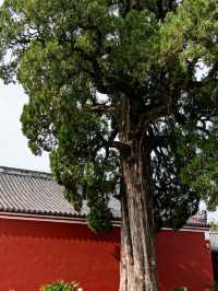 韶關東華禪寺一日遊攻略這份避坑指南收好!