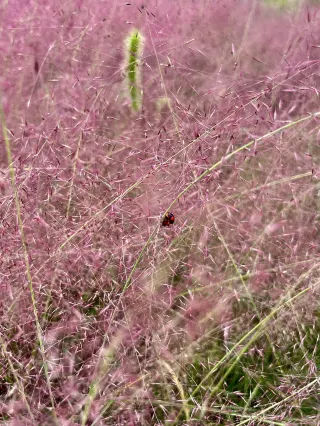Help! The pink cosmos sea in Hejia Township has a 100% photo success rate