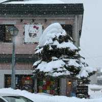 🐧오타루 수족관에서 펭귄과 눈꽃을 만난 날