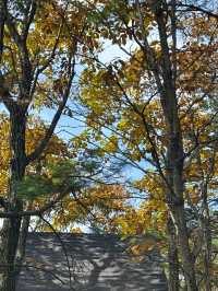 金色秋景醉老界嶺