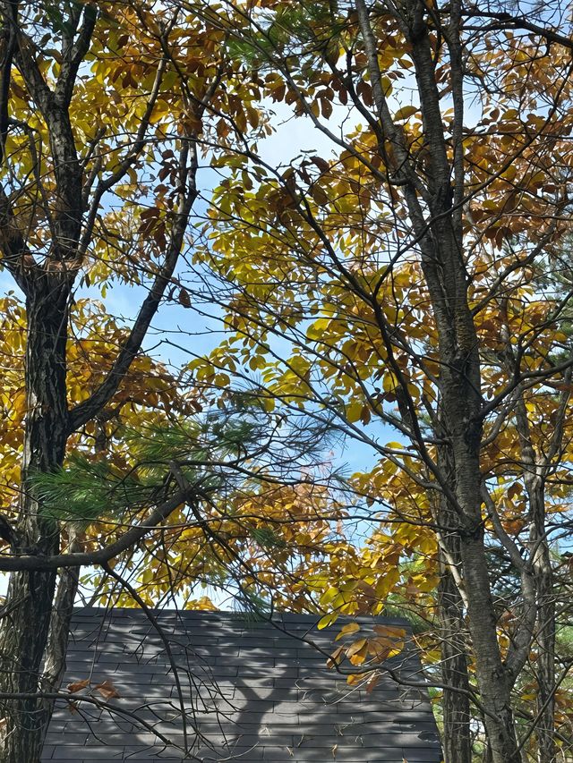 金色秋景醉老界嶺 金色秋景醉老界嶺