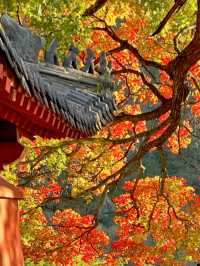 免費打卡崂山神清宮!千年底蘊+秋日紅葉頂流