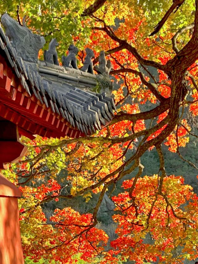 免費打卡崂山神清宮!千年底蘊+秋日紅葉頂流 免費打卡崂山神清宮!千年底蘊+秋日紅葉頂流