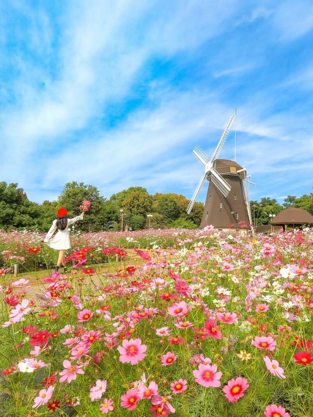 大阪粉白花海拍照聖地
