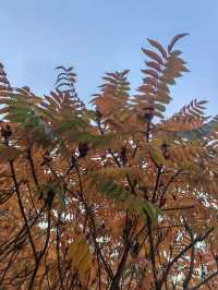 天津南翠屏｜秋日限定！層林盡染美到窒息