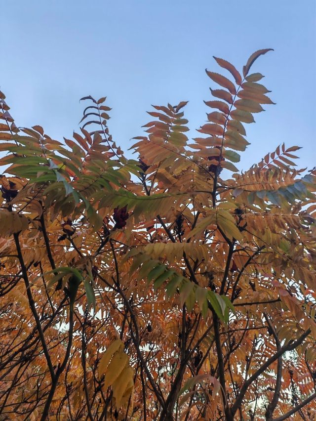 天津南翠屏｜秋日限定！層林盡染美到窒息